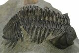 Detailed Coltraneia Trilobite Fossil - Huge Faceted Eyes #273804-1